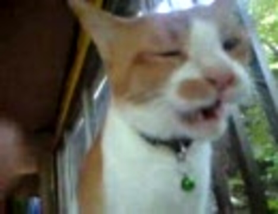 人気の 猫 フレーメン反応 動画 39本 ニコニコ動画