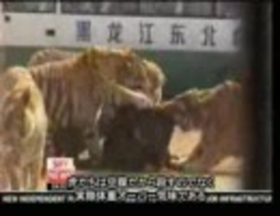 生きた牛がトラの餌 中国サファリパークの残酷見せ物 ニコニコ動画