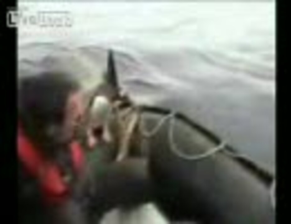 シャチに食べられそうなペンギン ボートに乗り込んでセーフ ニコニコ動画