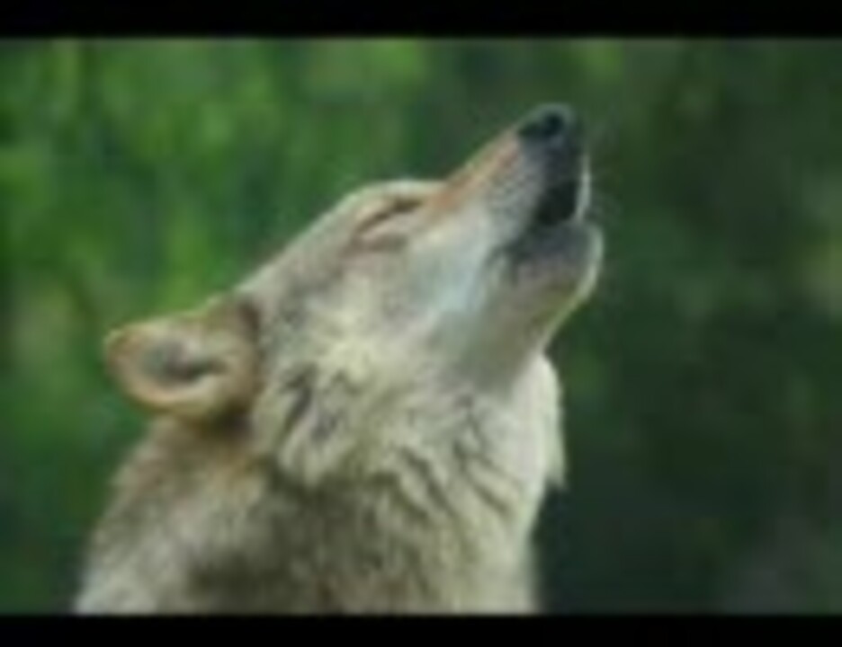 人気の 遠吠え 動画 92本 ニコニコ動画