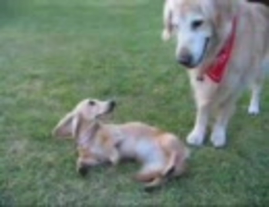 人気の ミニチュアダックスフンド 動画 96本 ニコニコ動画