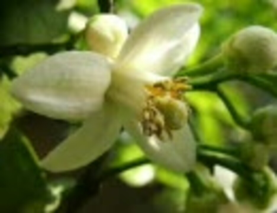 「Missa Simplex」より Kyrie Gloria - ニコニコ動画