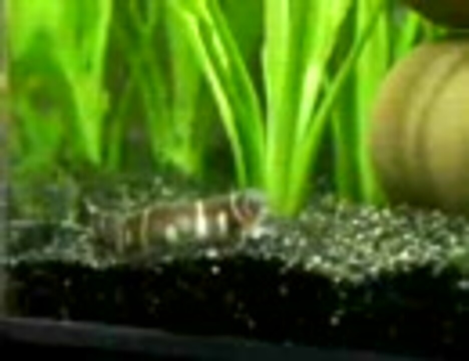 人気の クーリーローチ 動画 9本 ニコニコ動画