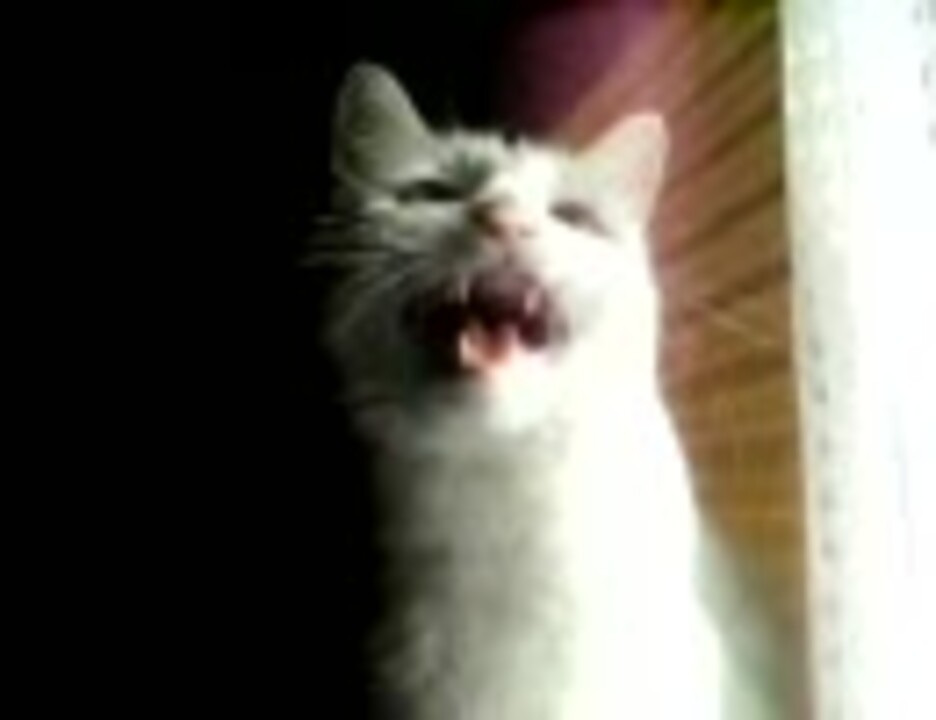 人気の 猫 鳴き声 動画 69本 ニコニコ動画