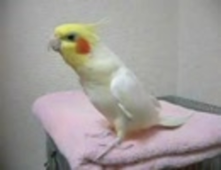 人気の オカメインコ カメちゃん 動画 34本 ニコニコ動画