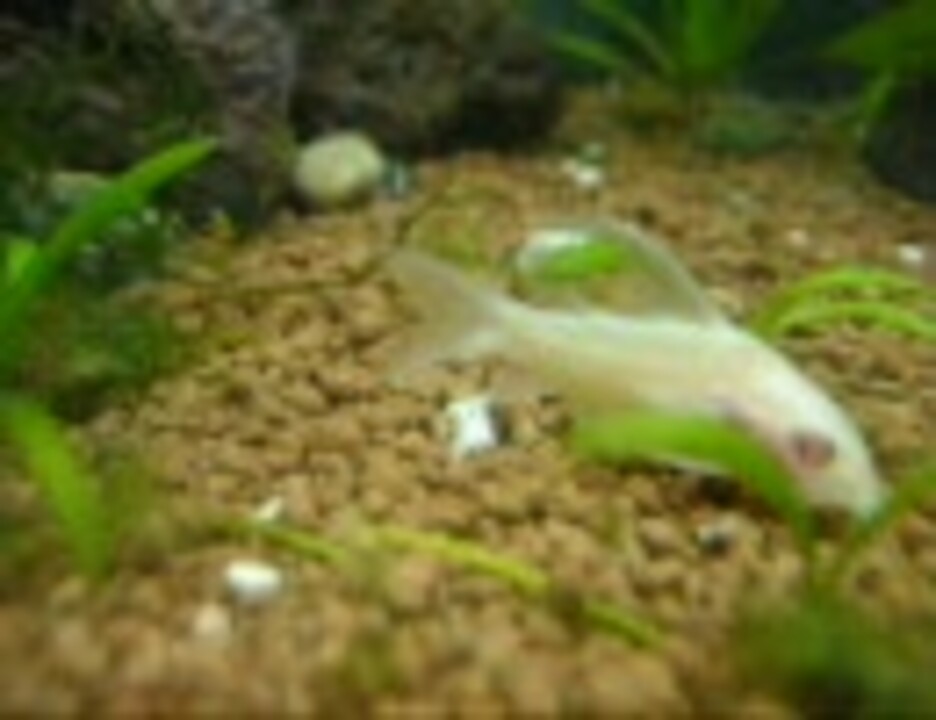 人気の 白コリ 動画 11本 ニコニコ動画