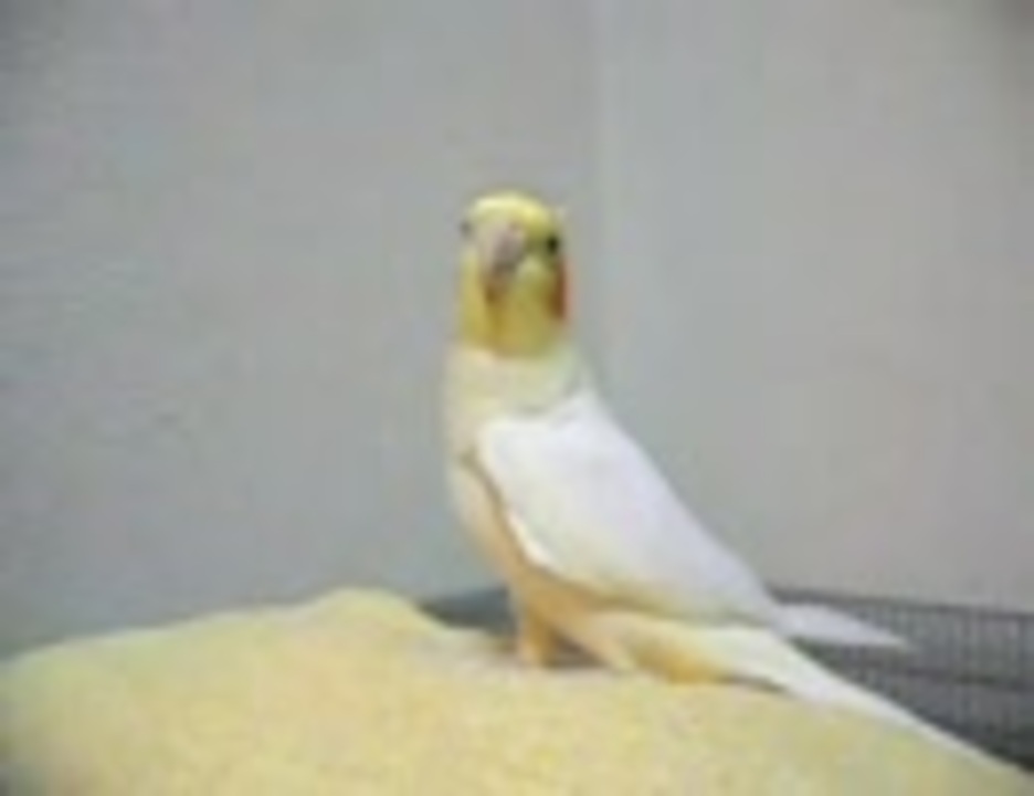 人気の オカメインコ カメちゃん 動画 34本 ニコニコ動画