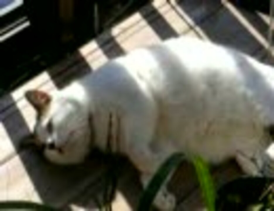 デブ猫と三毛猫 デブ猫と三毛猫