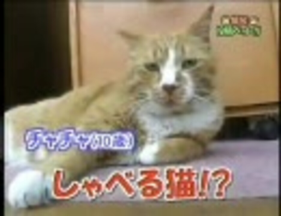 人気の 猫 しゃべる猫 動画 24本 ニコニコ動画