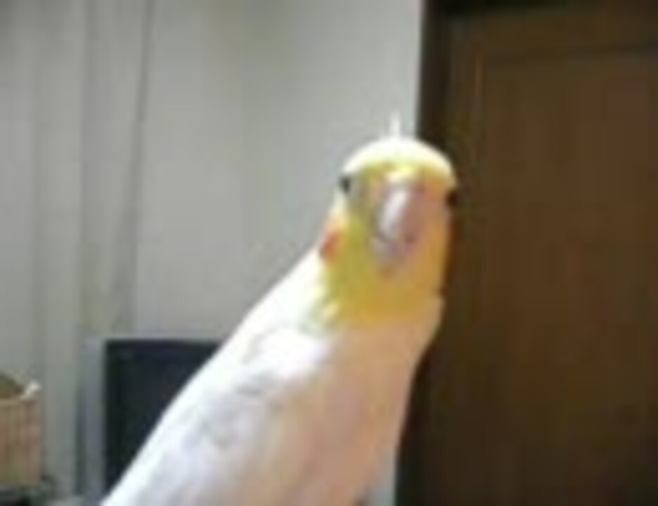 人気の オカメインコ カメちゃん 動画 34本 ニコニコ動画