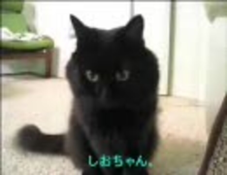 しゃべる猫 出欠確認 ニコニコ動画