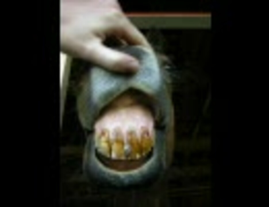 乗馬 馬に歯を見せてもらった 競馬 ニコニコ動画