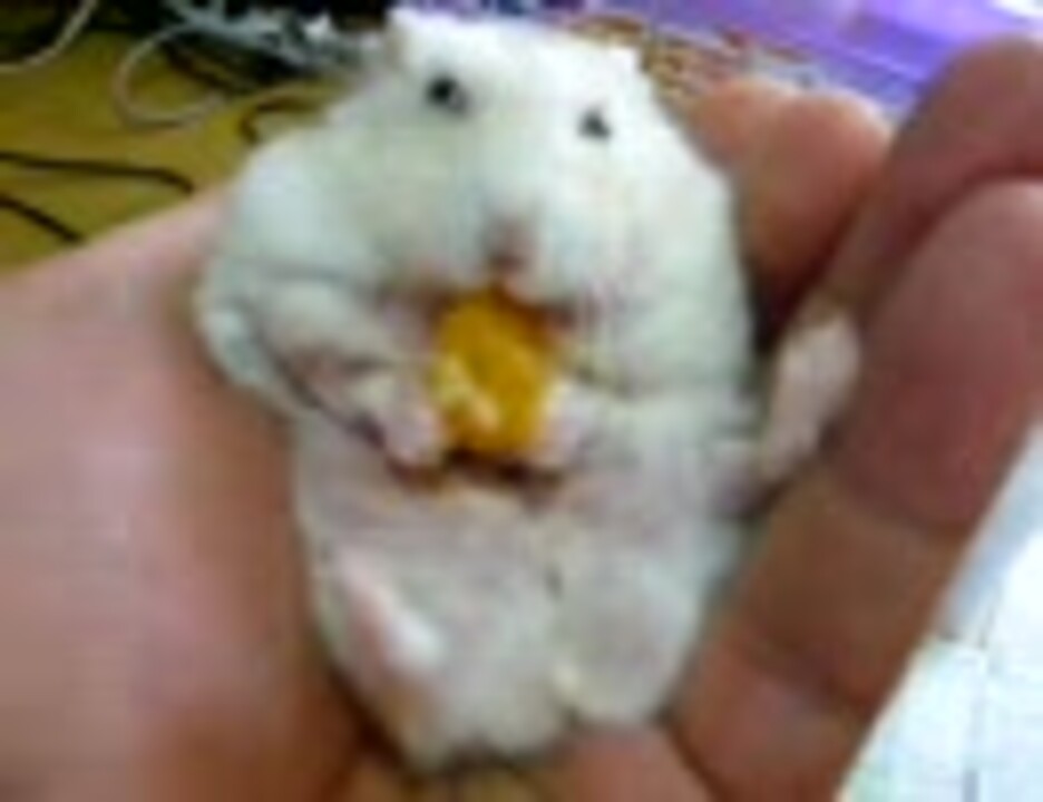 みかん ハムスター