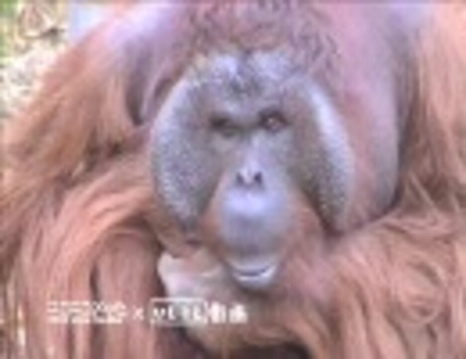 人気の 情報 動画 358本 ニコニコ動画