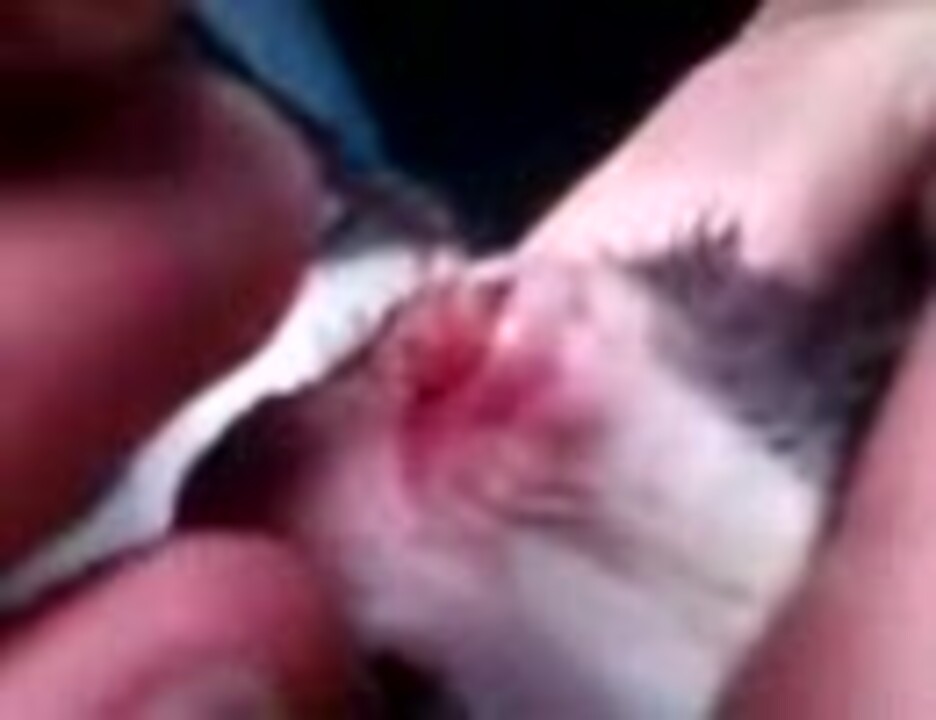 人気の 動物 寄生虫 動画 41本 ニコニコ動画