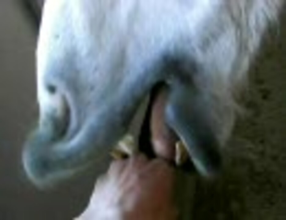 馬の舌技を味わってみた 競馬 乗馬 ニコニコ動画