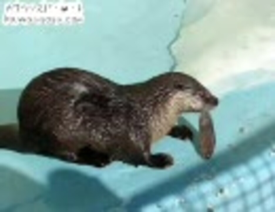 カナダカワウソ At 釧路市動物園 1 ニコニコ動画