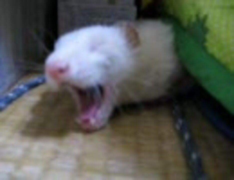 人気の あくび 動画 274本 2 ニコニコ動画