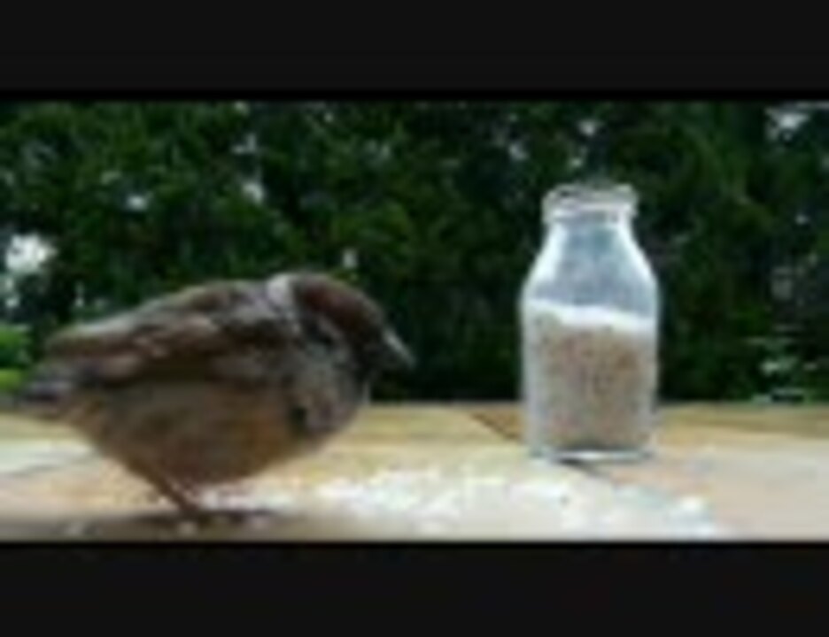 人気の 鳥 スズメ 動画 3本 ニコニコ動画