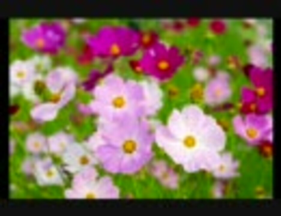 人気の ここにしか咲かない花 動画 65本 ニコニコ動画