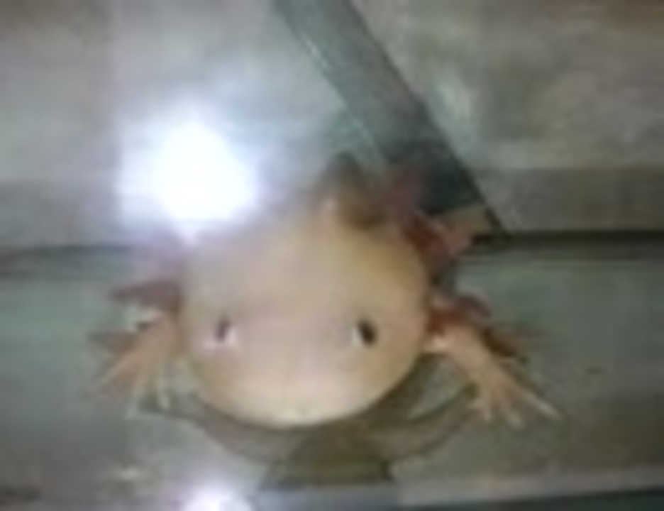 人気の アホロートル メキシコサラマンダー 動画 70本 ニコニコ動画