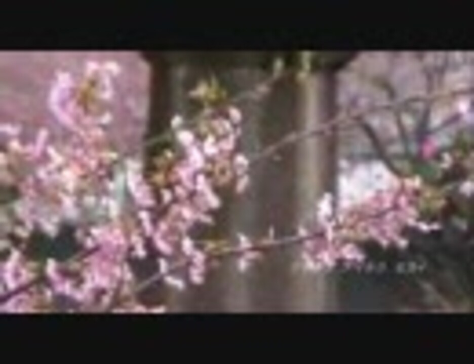 人気の サクラアマネクセカイ 動画 41本 ニコニコ動画