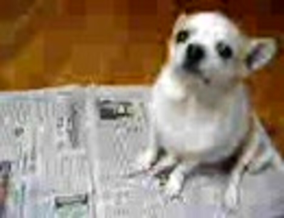 人気の ペット チワワ 動画 73本 ニコニコ動画