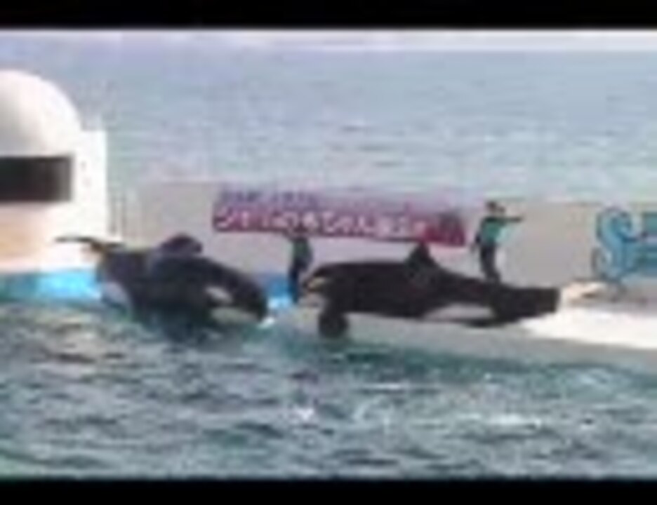 鴨川シーワールド シャチショー ニコニコ動画