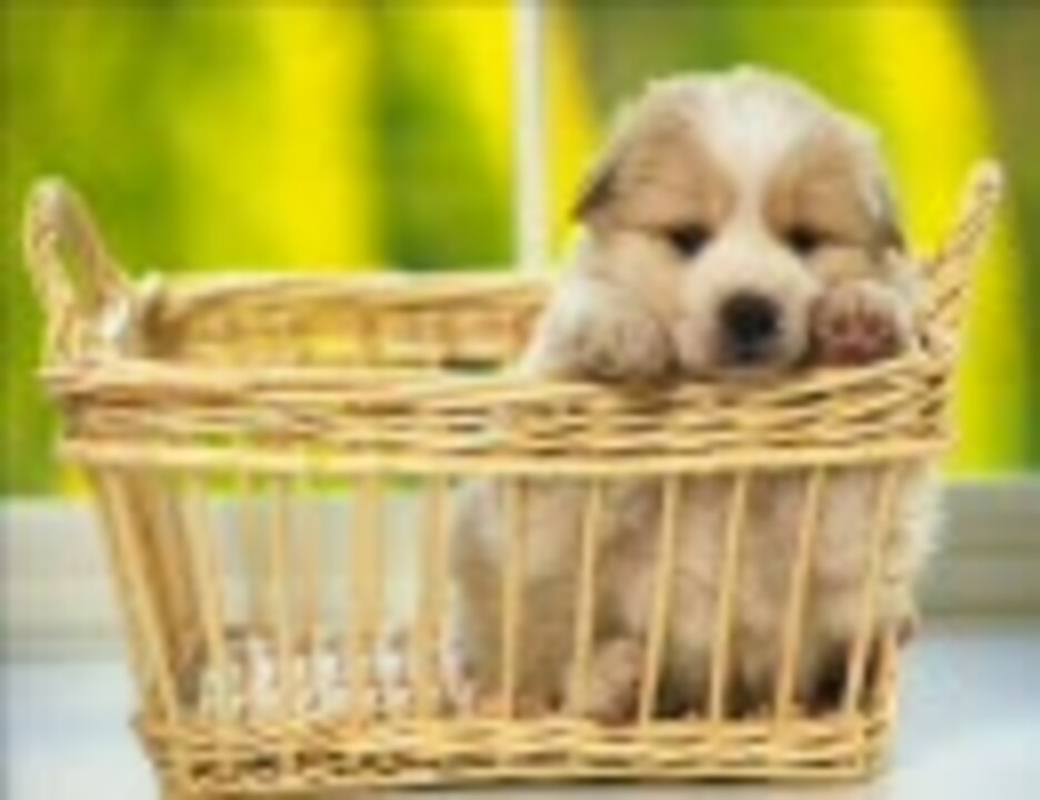 犬と一緒に 犬画像 フンッ フンッ フンッ ニコニコ動画