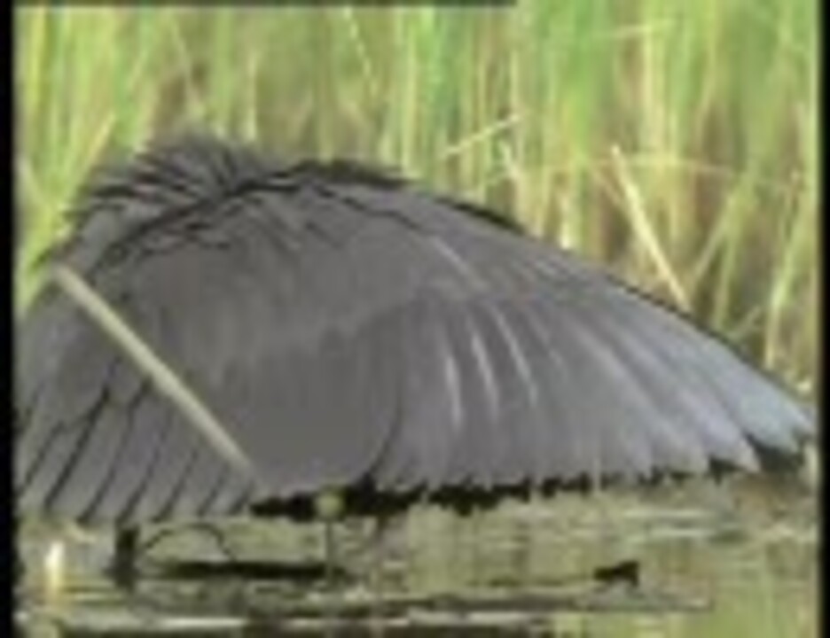 人気の アッテンボローの鳥の世界 動画 40本 2 ニコニコ動画