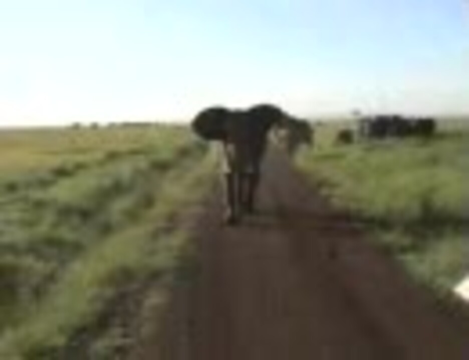 怒った象がサファリバス目掛けて突進 ニコニコ動画