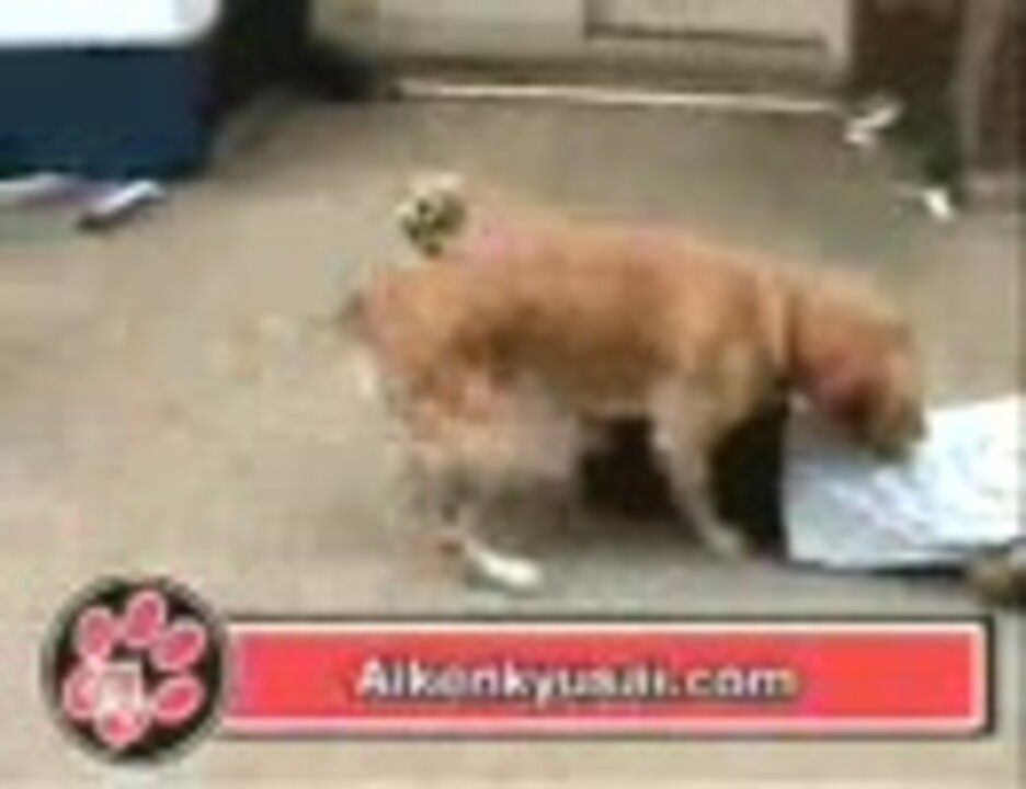 発情した犬が子供を追いかける ニコニコ動画