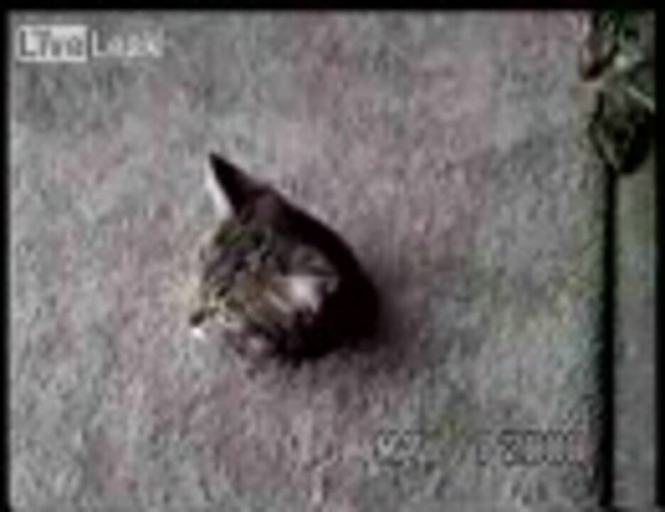 人気の ねこふんじゃった 動画 131本 ニコニコ動画