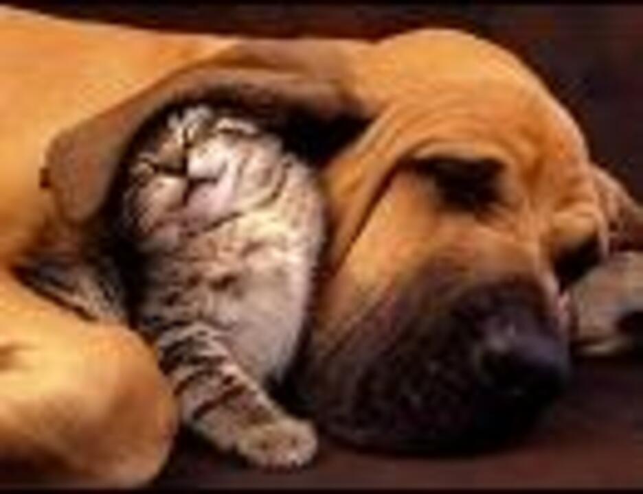 ハーシー Fish Chips Acid Black Cherry ニコニコ動画