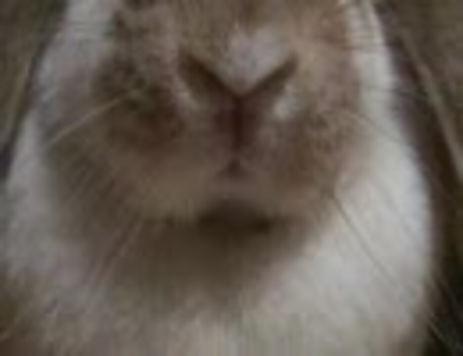 うさぎの鼻づら ニコニコ動画