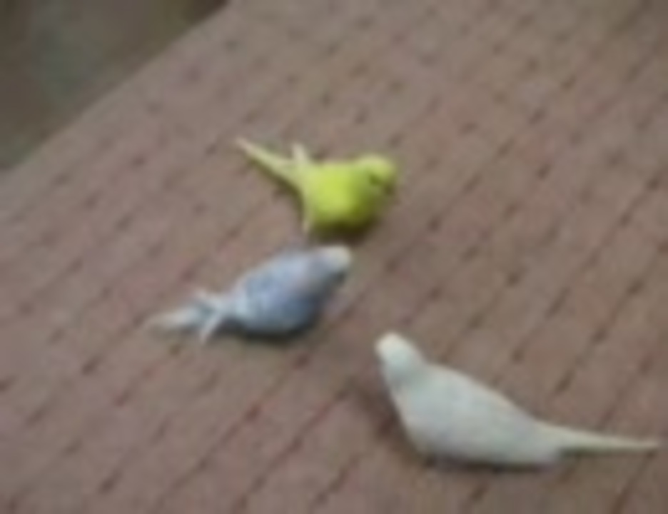 人気の お友達インコ W 動画 43本 ニコニコ動画