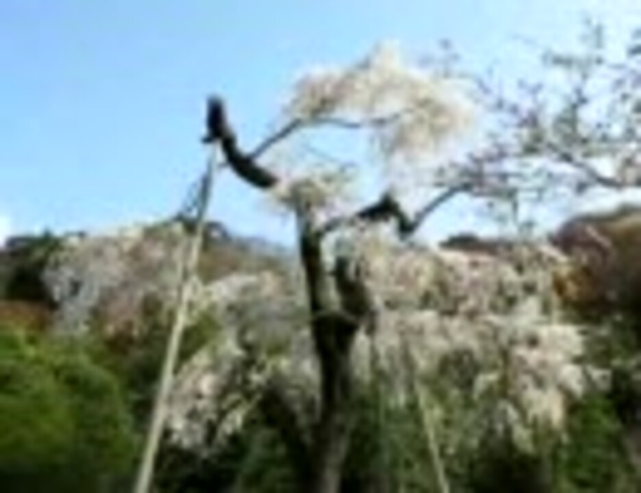 根来寺のしだれ桜 ニコニコ動画
