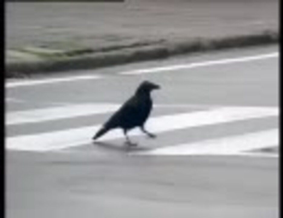 横断歩道を渡るカラス ニコニコ動画