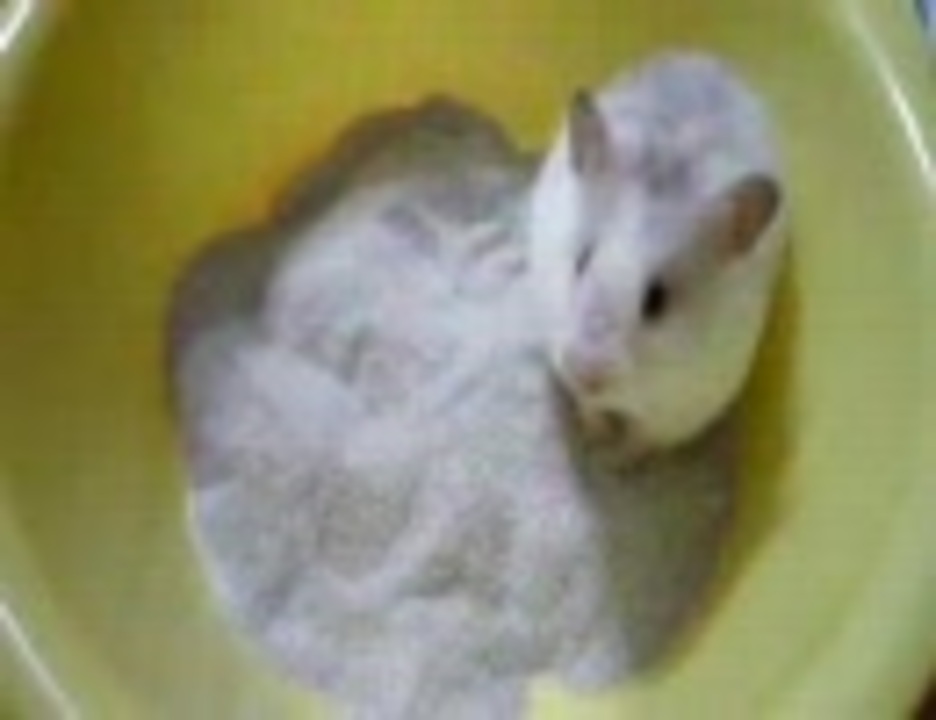 人気の ハムスター 砂浴び 動画 31本 ニコニコ動画