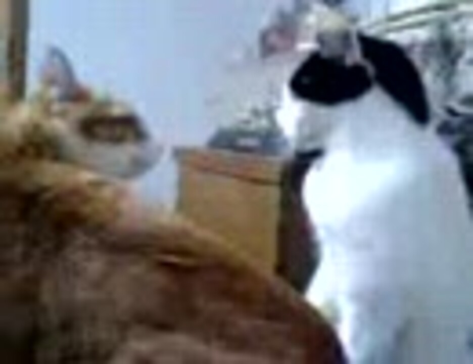 人気の 猫パンチ 動画 404本 ニコニコ動画