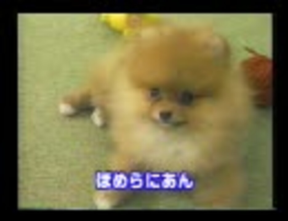 人気の ポメラニアン 動画 1 103本 ニコニコ動画