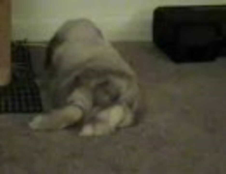 うさぎっ屁 ニコニコ動画