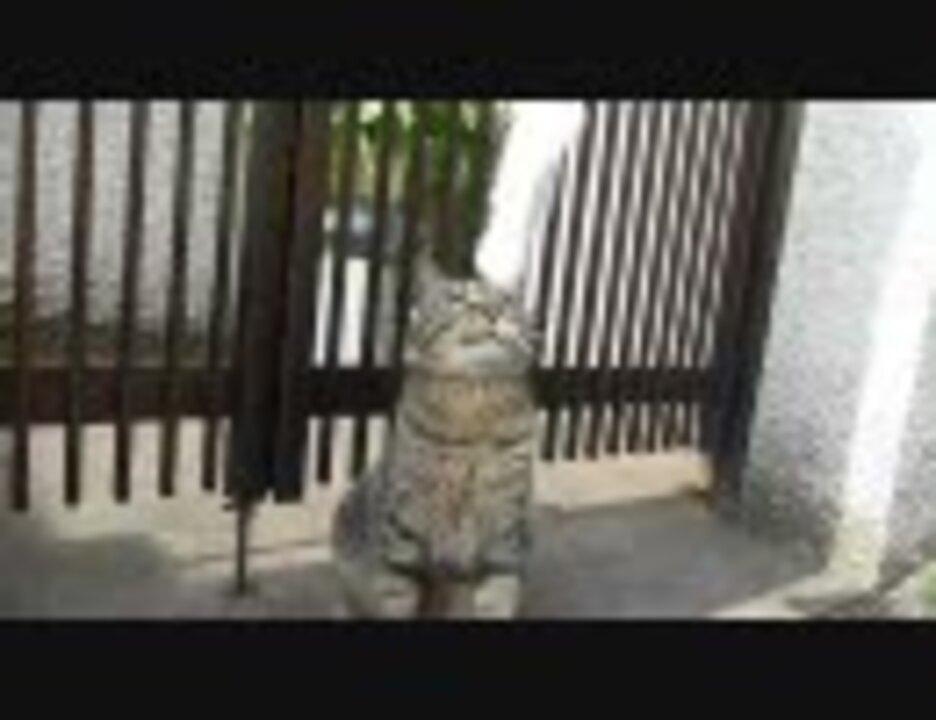 人気の ノラ猫 動画 170本 ニコニコ動画