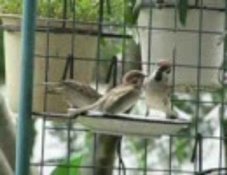 人気の すずめ 動物 動画 273本 2 ニコニコ動画