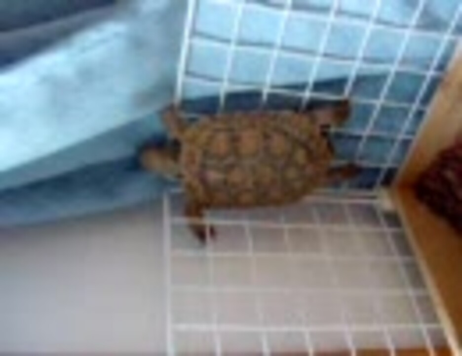 人気の 亀 爬虫類 動画 95本 ニコニコ動画