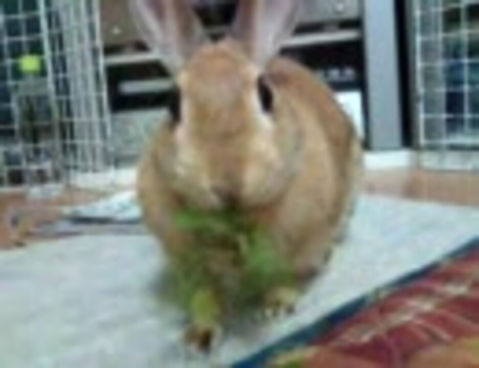 タンポポを食べるうさぎ ニコニコ動画