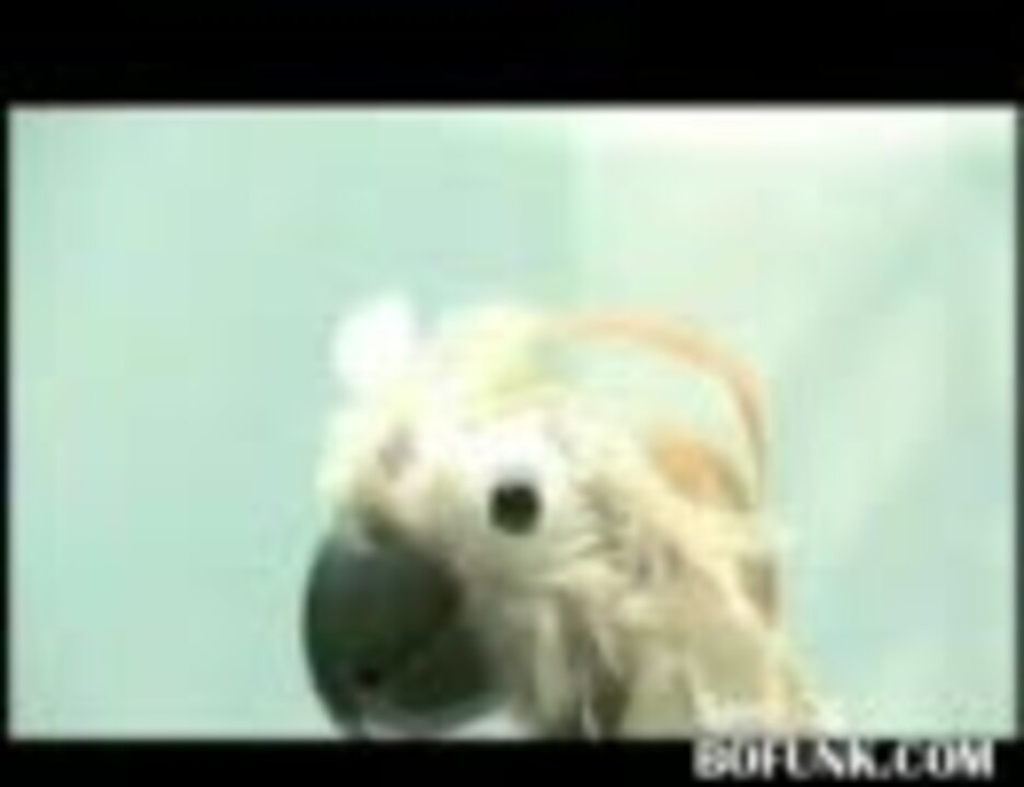 人気の 動物 グロ 動画 70本 ニコニコ動画