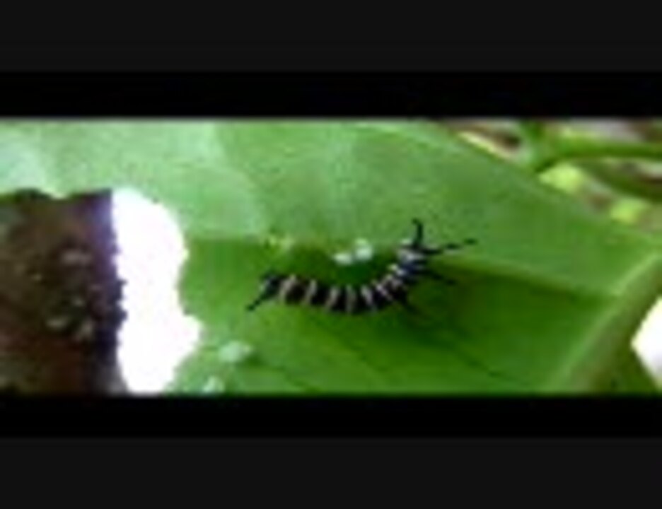カメラから逃げ回るオオゴマダラの幼虫 沖縄県名護市 ｔｚ7 ニコニコ動画