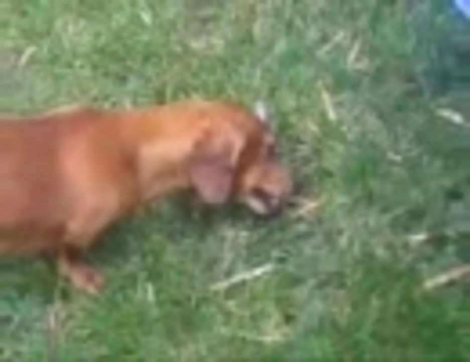 犬の捕食動画 ニコニコ動画