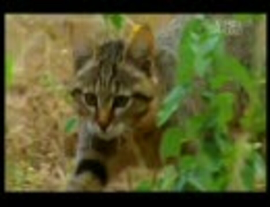 人気の ヤマネコ 動画 本 ニコニコ動画